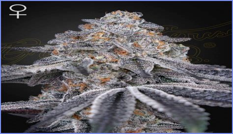 Dosidos x Holy Punch Genetics